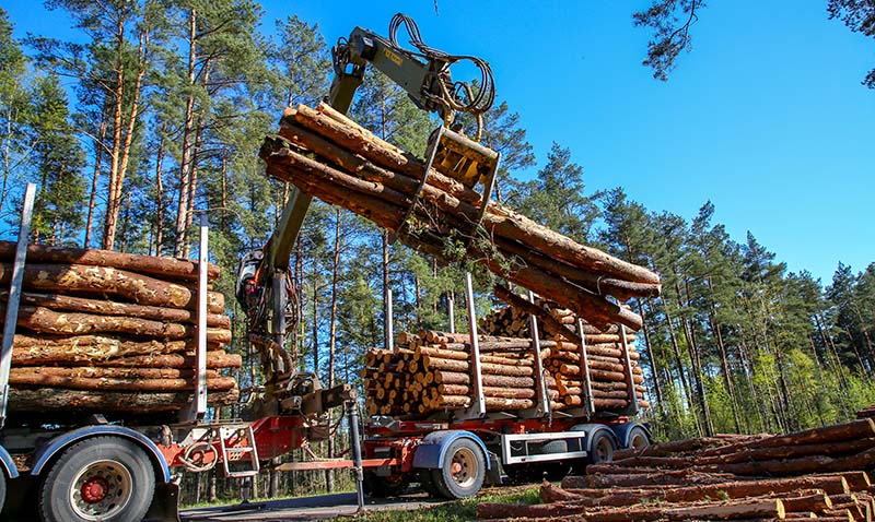 Crane in Forest Loading Logs in the Truck. Timber Harvesting and Transportation.